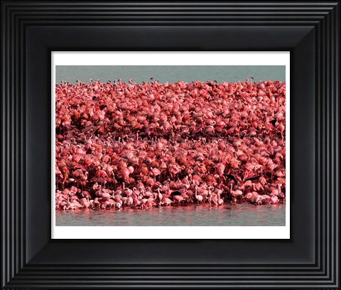 Framed Lesser Flamingos, Kamfersdam Breeding Island, 2006 Print