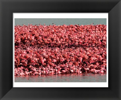 Framed Lesser Flamingos, Kamfersdam Breeding Island, 2006 Print