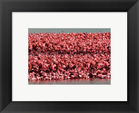 Framed Lesser Flamingos, Kamfersdam Breeding Island, 2006 Print