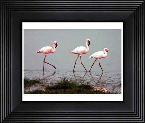 Framed Lesser Flamingos Print