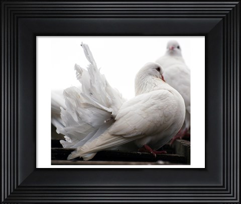 Framed Little White Dove, Colchester Zoo Print