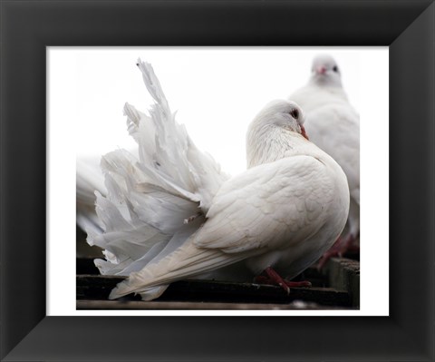 Framed Little White Dove, Colchester Zoo Print