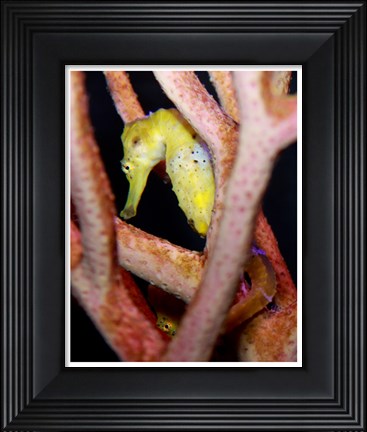 Framed Long Snout Seahorse Print