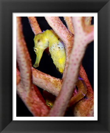 Framed Long Snout Seahorse Print