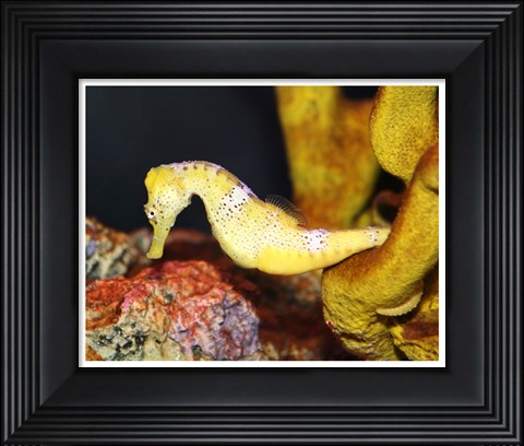 Framed Long Snout Seahorse Print