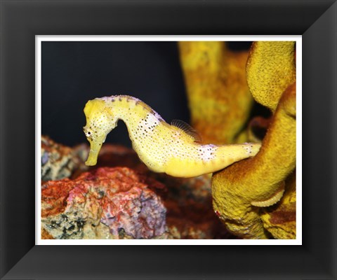 Framed Long Snout Seahorse Print