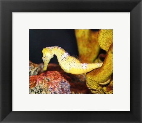 Framed Long Snout Seahorse Print