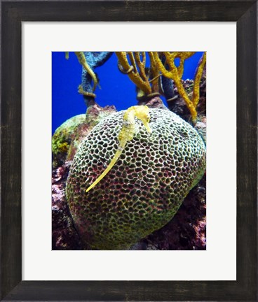 Framed Long Snouted Seahorse Print