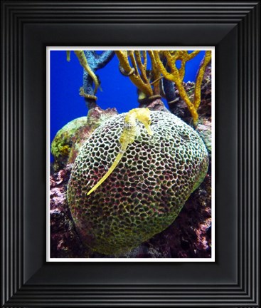 Framed Long Snouted Seahorse Print