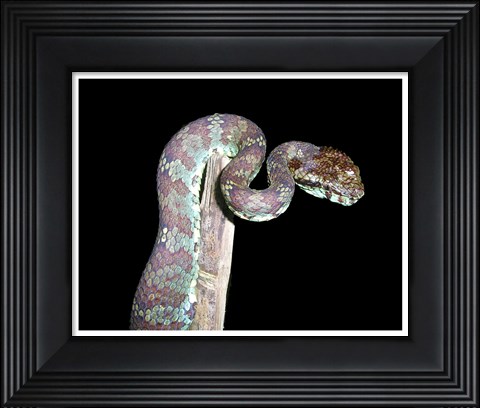 Framed Malabar Pit Viper Print