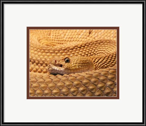 Framed Mexican West Coast Rattlesnake Print