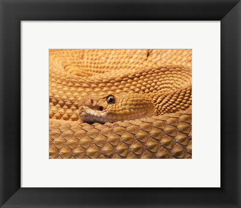 Framed Mexican West Coast Rattlesnake Print