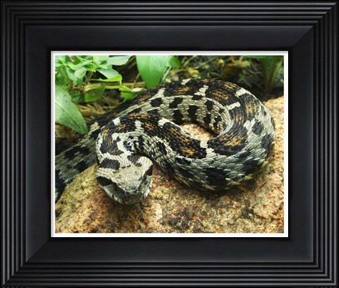Framed Ocellated Mountain Viper Print