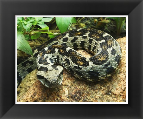 Framed Ocellated Mountain Viper Print
