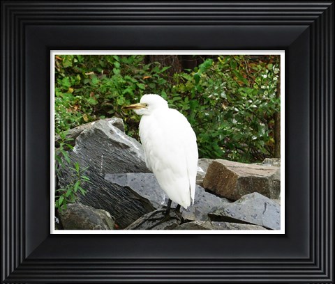 Framed Ostrava Zoo Bubul Ibis Print