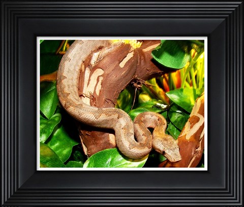 Framed Pacific Boa Print