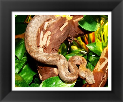 Framed Pacific Boa Print