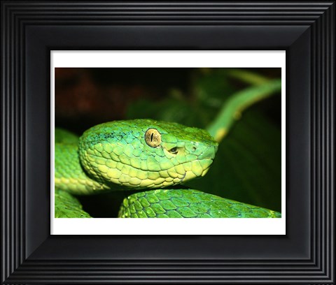 Framed Palm Pit Viper Print