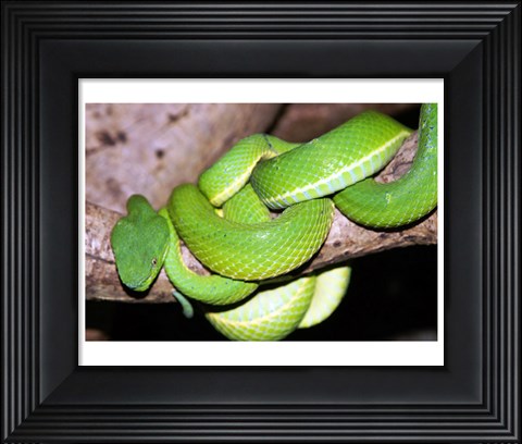 Framed Palm Pit Viper Print