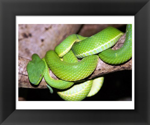 Framed Palm Pit Viper Print