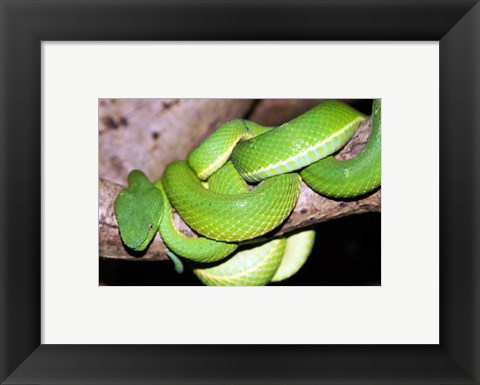 Framed Palm Pit Viper Print