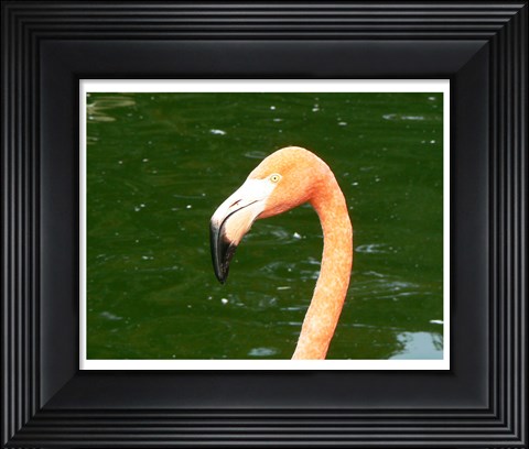 Framed Phoenicopteridae Flamingo Print