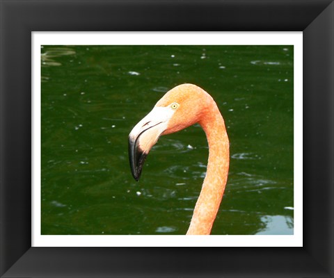 Framed Phoenicopteridae Flamingo Print