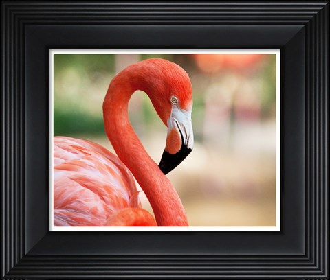 Framed Phoenicopterus Chilensis Fort Worth Zoo, Texas, USA Print