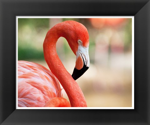 Framed Phoenicopterus Chilensis Fort Worth Zoo, Texas, USA Print