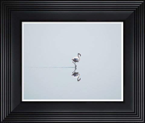 Framed Flamingo Solo Print