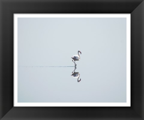 Framed Flamingo Solo Print