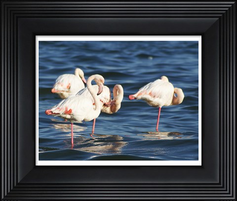 Framed Phoenicopterus Roseus on Walvis Bay Print
