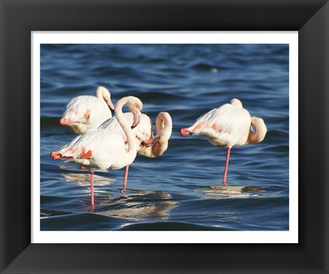 Framed Phoenicopterus Roseus on Walvis Bay Print