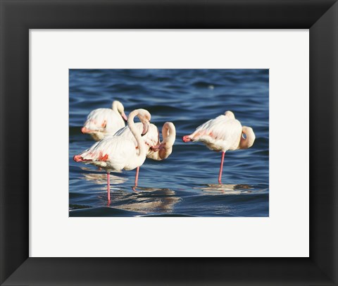 Framed Phoenicopterus Roseus on Walvis Bay Print