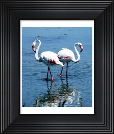 Framed Phoenicopterus Roseus Le Grau-du-Roi Print