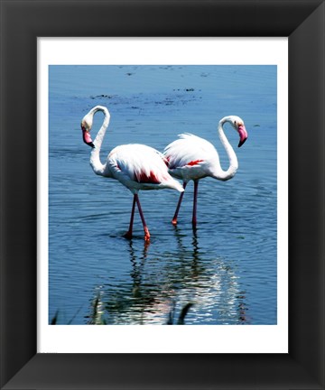 Framed Phoenicopterus Roseus Le Grau-du-Roi Print