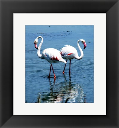 Framed Phoenicopterus Roseus Le Grau-du-Roi Print