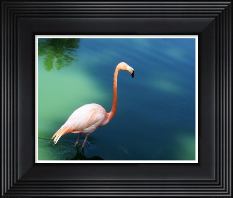 Framed Phoenicopterus Ruber National Zoo of Cuba, Havana Print