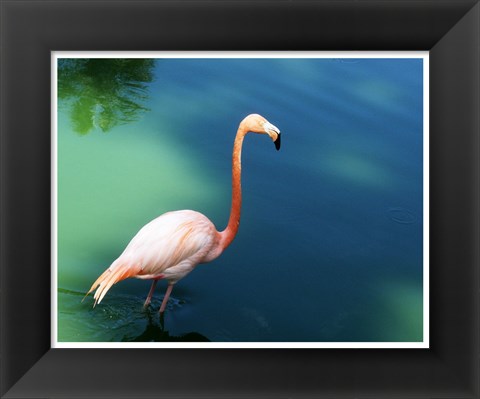 Framed Phoenicopterus Ruber National Zoo of Cuba, Havana Print