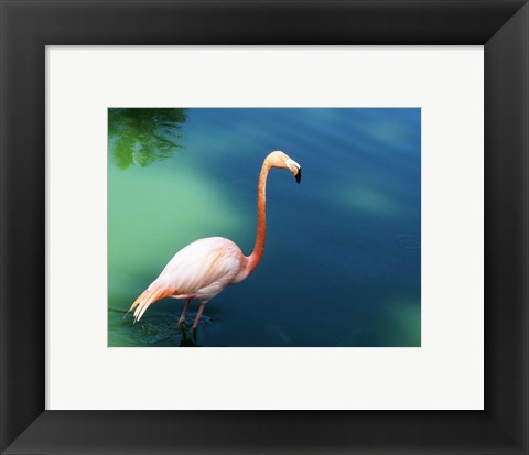 Framed Phoenicopterus Ruber National Zoo of Cuba, Havana Print