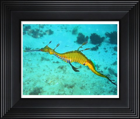 Framed Sea Horse - Yellow Print