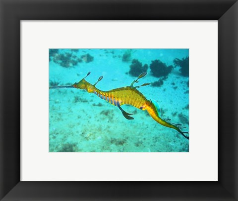 Framed Sea Horse - Yellow Print