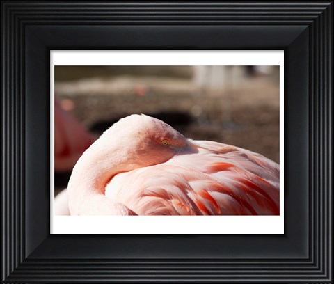 Framed Pink Flamingo Closeup Print