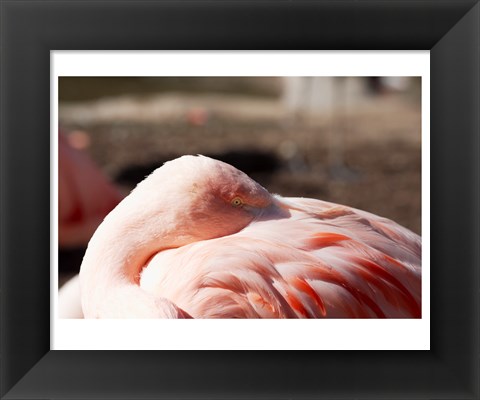 Framed Pink Flamingo Closeup Print