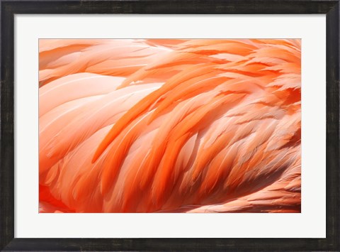 Framed Flamingo Feathers Closeup Print