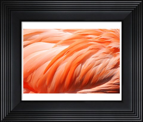 Framed Flamingo Feathers Closeup Print