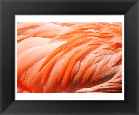 Framed Flamingo Feathers Closeup Print