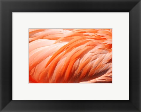 Framed Flamingo Feathers Closeup Print