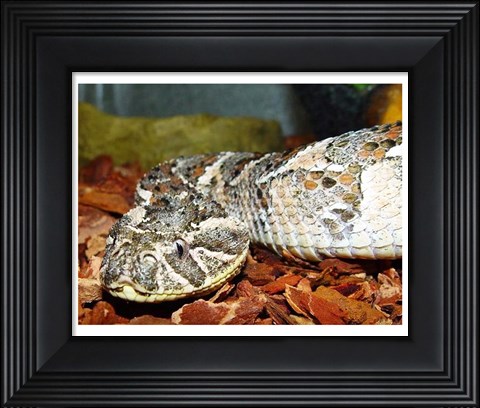 Framed Puff Adder Print