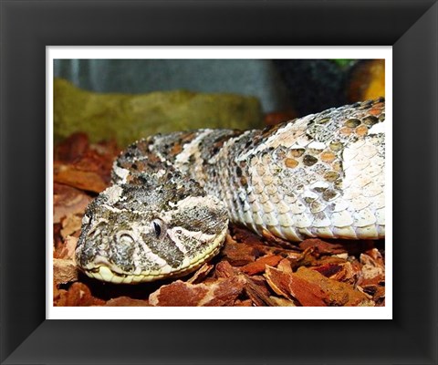 Framed Puff Adder Print